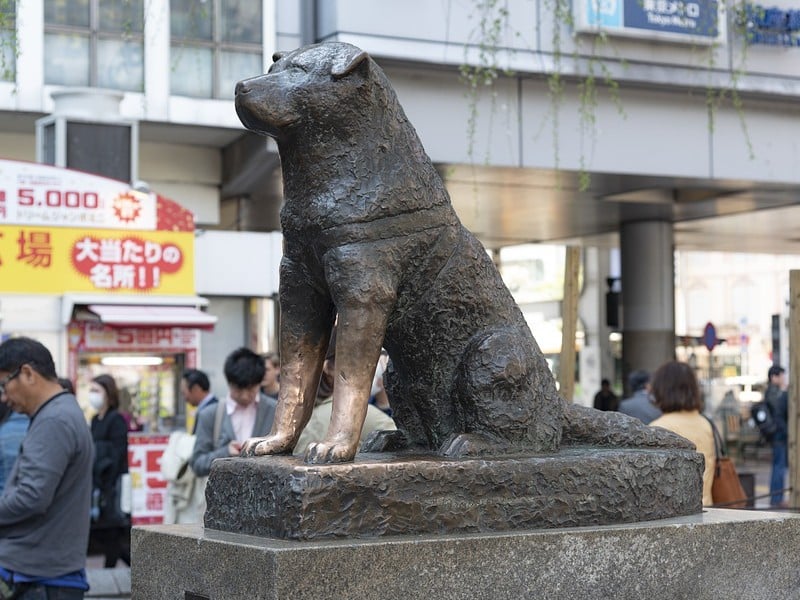 shiro aturan pelihara anjing di jepang shibuya hachiko mojok