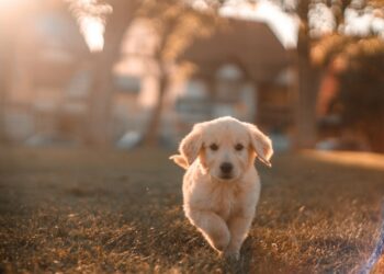 Untuk Kamu yang Takut Bertamu karena Ada Kami Pelihara Anjing terminal mojok.co