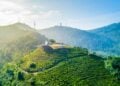 Wisata Puncak Bogor: Tempat Healing yang Bisa Bikin Kamu Sinting