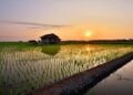 Rasanya 18 Tahun Tinggal di Depan Sawah Terminal Mojok