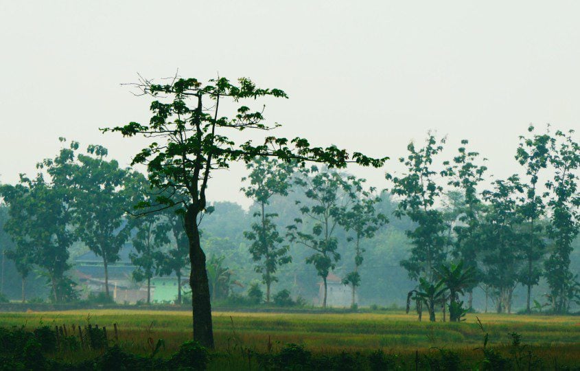 5 Keunikan Purbalingga yang Tidak Dimiliki Daerah Lain (Unsplash.com)