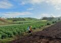 5 Makanan Khas Kabupaten Brebes yang Menggoyang Lidah