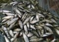 Bondowoso Nggak Punya Laut, Tapi Menjadi Pusat Ikan Pindang di Jawa Timur (Pixabay)