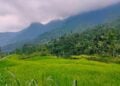 Tak Melulu Soal Batik, Pekalongan Harusnya Juga Bangga Memiliki Hutan Hujan Tropis Petungkriyono yang Menakjubkan