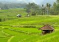 Desa Rajun Memang Banyak Kekurangan, tapi Paling Nyaman Se-Sumenep Mojok.co