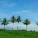 Tengaran Kulon Semarang Cocok untuk Slow Living asal Bisa Berdamai dengan Jalannya yang Bobrok Mojok.co