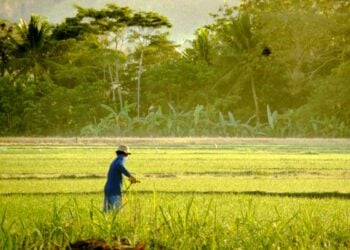 Sisi Gelap Gamping Sleman yang Jarang Dibicarakan Orang