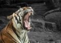 Ironi Reog, Kesenian Indah yang Harus Mengalah pada (Orang yang Pura-pura) Kesurupan Massal